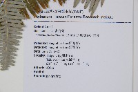 芒萁藏品圖，第2張