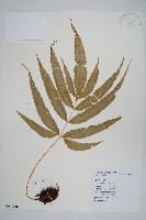 大葉鳳尾蕨藏品圖，第1張