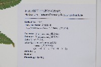 密毛毛蕨藏品圖，第2張