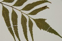 革葉鐵角蕨藏品圖，第3張