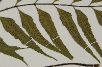 革葉鐵角蕨藏品圖，第4張