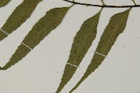 革葉鐵角蕨藏品圖，第5張