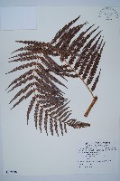 臺灣金狗毛蕨藏品圖，第1張