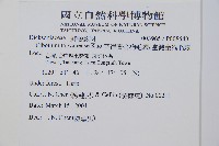 臺灣金狗毛蕨藏品圖，第2張