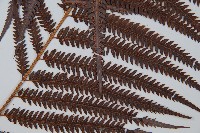 臺灣金狗毛蕨藏品圖，第3張