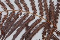 臺灣金狗毛蕨藏品圖，第4張