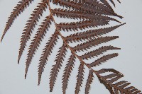 臺灣金狗毛蕨藏品圖，第5張