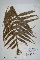 大線蕨藏品圖，第1張