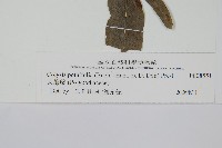 大線蕨藏品圖，第2張