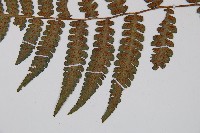 東洋蹄蓋蕨藏品圖，第3張