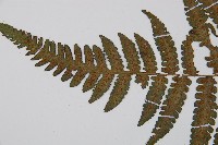 東洋蹄蓋蕨藏品圖，第4張