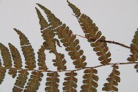 東洋蹄蓋蕨藏品圖，第5張