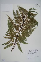 落鱗鱗毛蕨藏品圖，第1張