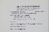 落鱗鱗毛蕨藏品圖，第2張