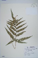 細葉複葉耳蕨藏品圖，第1張