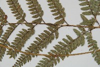 細葉複葉耳蕨藏品圖，第3張