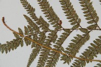 細葉複葉耳蕨藏品圖，第4張