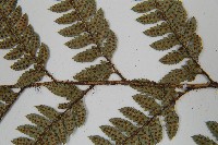 細葉複葉耳蕨藏品圖，第5張