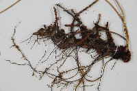小葉複葉耳蕨藏品圖，第5張