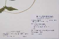 東洋蹄蓋蕨藏品圖，第2張