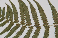 東洋蹄蓋蕨藏品圖，第3張