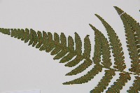 東洋蹄蓋蕨藏品圖，第4張