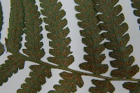 東洋蹄蓋蕨藏品圖，第5張