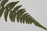 羽葉鱗蓋蕨藏品圖，第3張