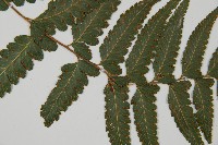 羽葉鱗蓋蕨藏品圖，第4張