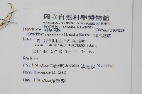 日本金粉蕨藏品圖，第2張