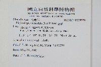 腎蕨藏品圖，第2張