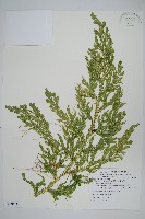 翠雲草、藍草藏品圖，第1張