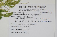 翠雲草、藍草藏品圖，第2張