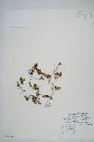 蕗蕨藏品圖，第1張