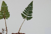 陰石蕨藏品圖，第3張