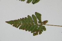 陰石蕨藏品圖，第4張