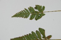 陰石蕨藏品圖，第5張