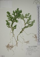 生根卷柏藏品圖，第1張