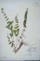 圓葉陵齒蕨藏品圖，第1張