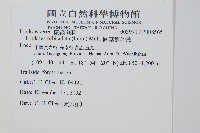 圓葉陵齒蕨藏品圖，第2張