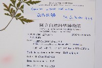 威氏鐵角蕨藏品圖，第2張