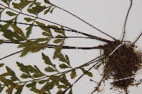 威氏鐵角蕨藏品圖，第3張