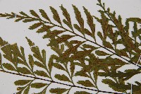 威氏鐵角蕨藏品圖，第4張