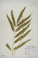 南海鐵角蕨藏品圖，第1張