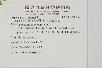 南海鐵角蕨藏品圖，第2張