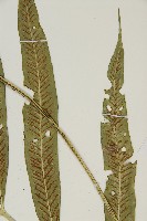 南海鐵角蕨藏品圖，第3張