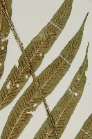 南海鐵角蕨藏品圖，第4張