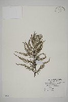 粉葉蕨藏品圖，第1張