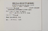 粉葉蕨藏品圖，第2張