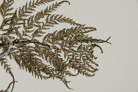 粉葉蕨藏品圖，第3張